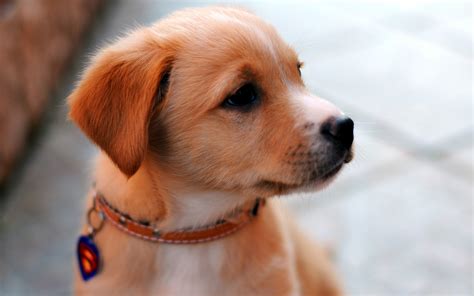 Cucciolo Attento Guarda Online Le Foto Hd Di Razze Canine Puppy Muso