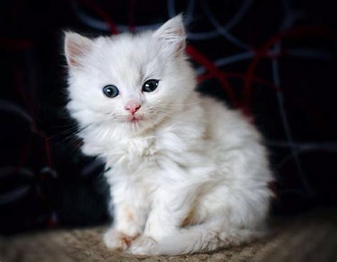 Fluffy White Kitten Eyebleach