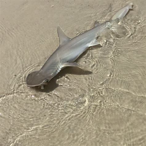 Baby Hammerhead Shark Animals Shark Hammerhead Shark