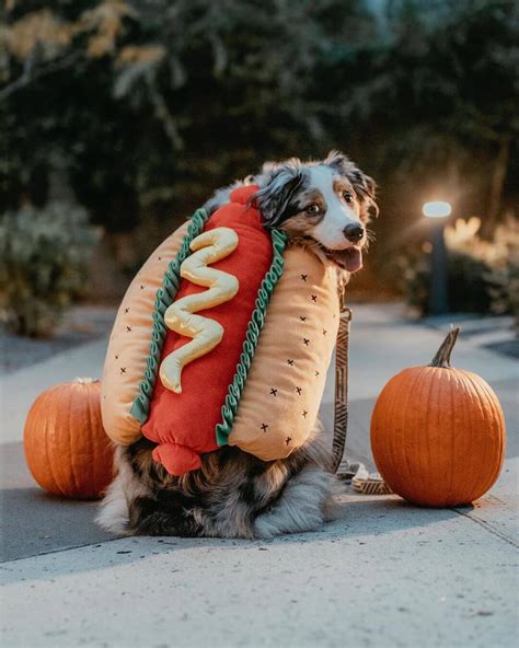 15 Funny Halloween Costumes For Australian Shepherds Page 2 Of 5