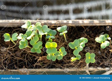 Nieuw Aangeplante Zaailingen Stock Foto Image Of Groei Openlucht