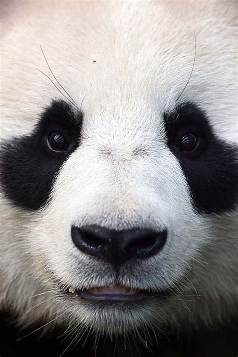 1000 Images About Osos Panda On Pinterest Hello Panda Giant Pandas