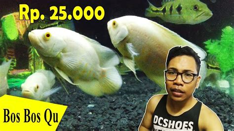Ikan ini memang dikenal menarik dan juga cerdas sehingga. Harga Ikan Oskar / Jual Ikan Oscar Albino Cek Harga Di ...