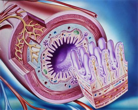 Small Intestine Anatomy Photograph By John Bavosi