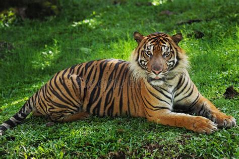 Sumatran Tiger Lying Down Stock Photo Image Of Outdoor 48340526
