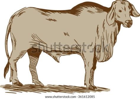 Drawing Sketch Style Illustration Brahman Bull Stock Vector Royalty