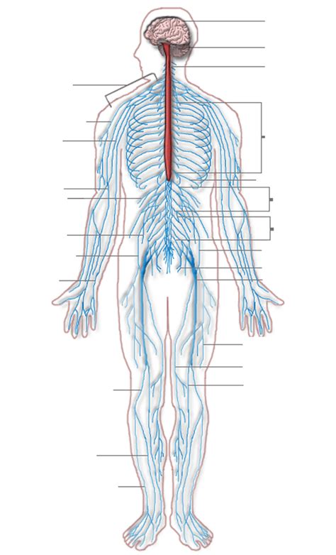 Nervous System Diagram Labeled Central Nervous System Drawing At