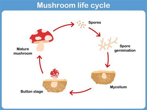Fungi Life Cycle Simple Laurene Waterman