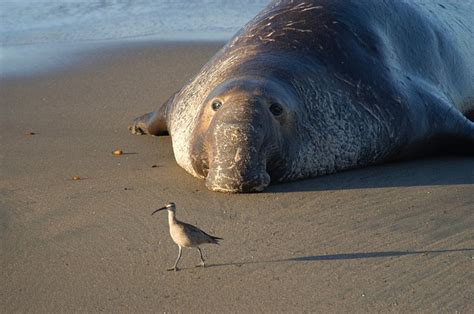 6 Points In The Secret Life Of Elephant Seals