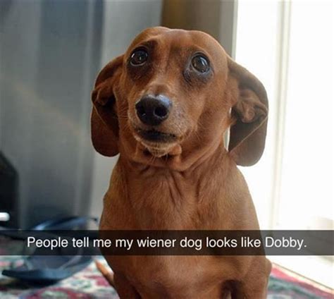 Funny Pictures Of The Day 70 Pics Wiener Dog Funny Pictures Dobby
