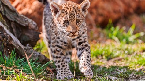 Jaguar Cub Backiee