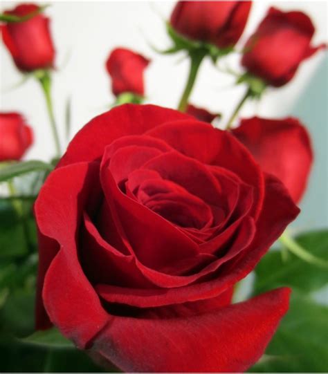 Roses Rouges And Bouquet De 12 Roses Rouges Amour