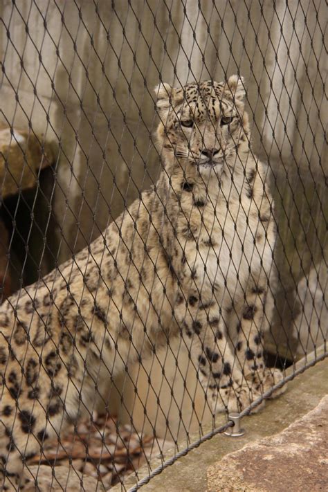 Snow Leopard Enclosure At The Wilhelma Bad Cannstatt 2018 Structurae