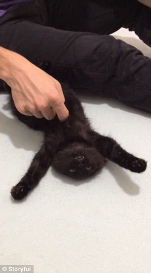 Purrfect Video Shows The Adorable Moment Crow The Foster Kitten Loves