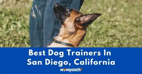 Top 17 Best Dog Trainers Near San Diego In California State