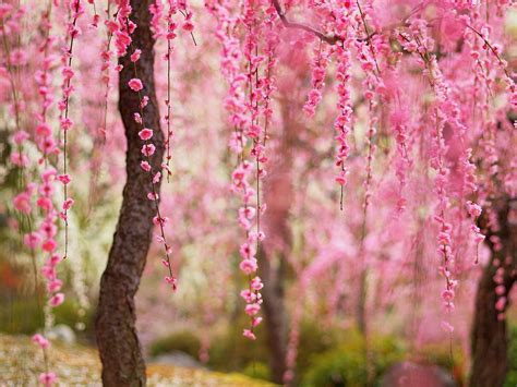 Beautiful Spring Pink Flowers Bloom Trees Wallpaper