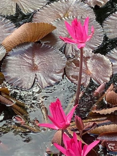 Photo Of The Bloom Of Tropical Night Blooming Water Lily Nymphaea Red