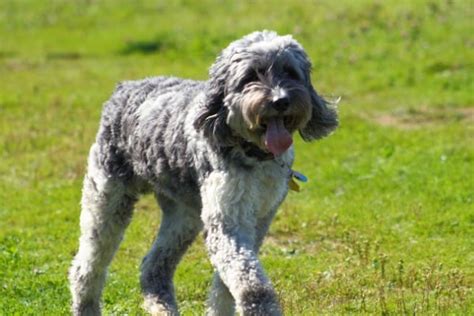 Blue Heeler Poodle Mix Ultimate Guide To This Amazing Breed