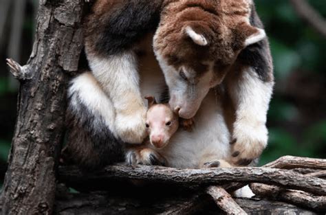 Bronx Zoo Announces The Debut Of A Matschies Tree Kangaroo Joey