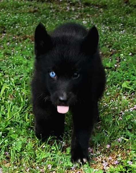 All Black Husky Puppies