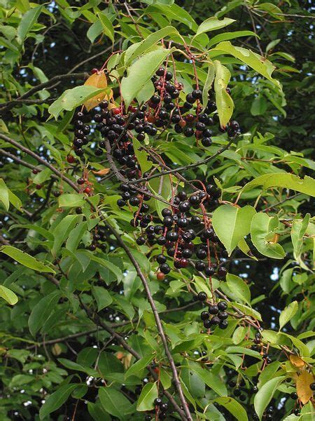 Wild Cherry Tree A Native American Necessity Eat The Planet Black