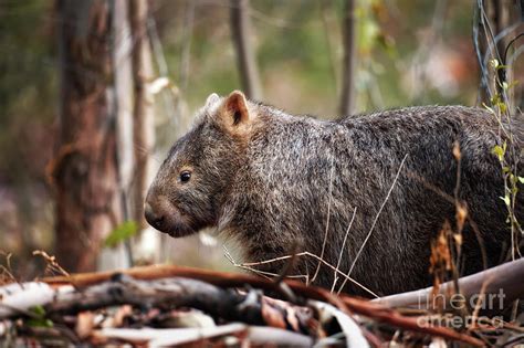 Wombat In Kangaroo Valley Photograph By Philipp Glanz