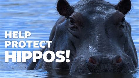 Protect Hippos Under The Endangered Species Act Youtube