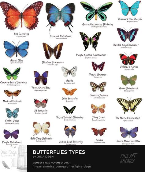 Butterflies In 2021 Types Of Butterflies Butterfly Species