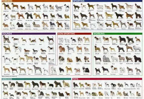 All Dog Dog Breeds Chart Dog Breed Poster Dog Breeds Pictures