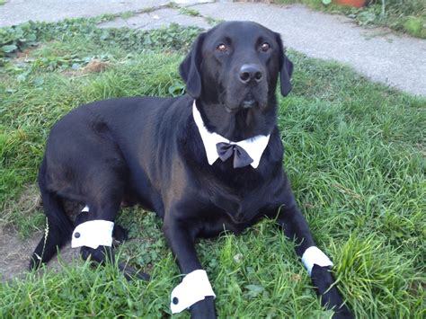 Pin By Dionne Wright Warren On Black Labs Pet Halloween Costumes Dog