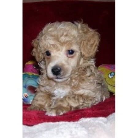 Our facility has cockapoo puppies for sale that will melt your heart. Nc cockapoos | XXX Porn Library