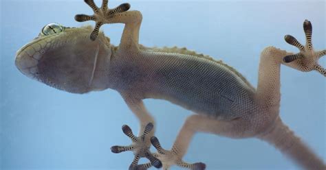 Gecko Feet Inspire Adhesion Tech That Can Be Turned On And Off