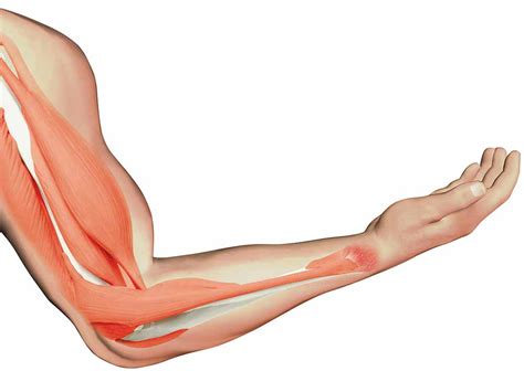 Arm Muscles Diagram Arm Muscles Anatomy Safari Wallpapers Just