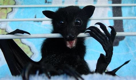 Black Headed Flying Fox Pup Australia Doing His Exercises Fox