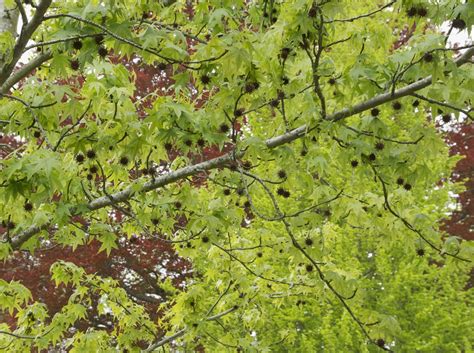 London plane and american sycamore trees. 5 Worst Messy Trees for the Lazy Landscaper | Dengarden