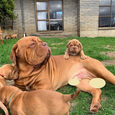 14 Peachy Facts About French Mastiffs Petpress