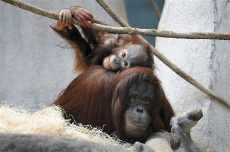 Brookfield Zoo Primate Exhibit Takes Chill Off Winter Visitors