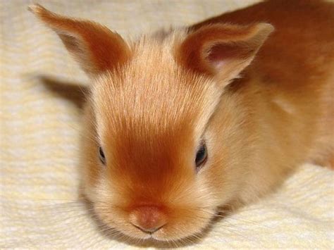 Las Mejores Razas De Conejos Domésticos Para Mascota Diario Mascotas