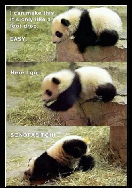 Funny Panda Meme Smiles And Giggles Pinterest
