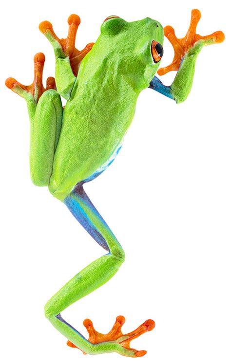 Green Tree Frog Drawing At Getdrawings Free Download