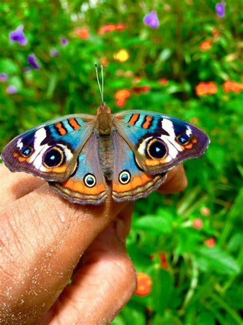 Beautiful Nature Creatures Nature Inspiration Buckeye Butterfly