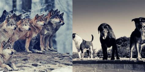 Differences Between Wolves And Dogs Looks Genetics And Faq