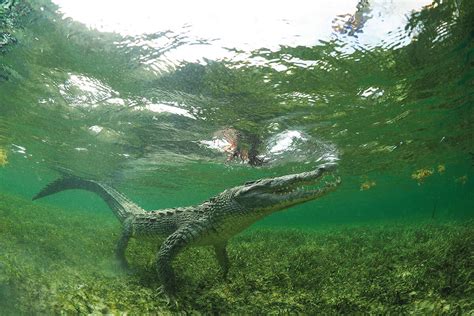 The American Crocodiles Of Banco Chinchorro Dive Magazine