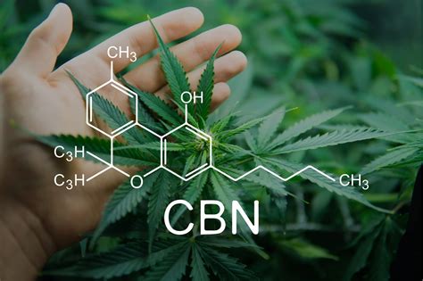 What Is Cbn And What Are Its Benefits Cbd Vs Cbn