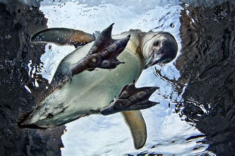 Aquarium Of The Pacific Penguin Habitat To Open During Breeding Season