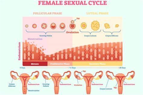 Signs And Symptoms Of Ovulation