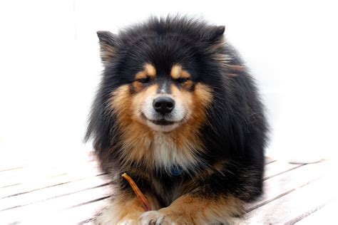 Finnish Lapphund Pictures And Informations Dog