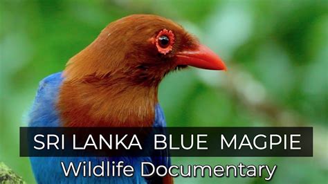 Sri Lanka Blue Magpie Wildlife Documentary Youtube