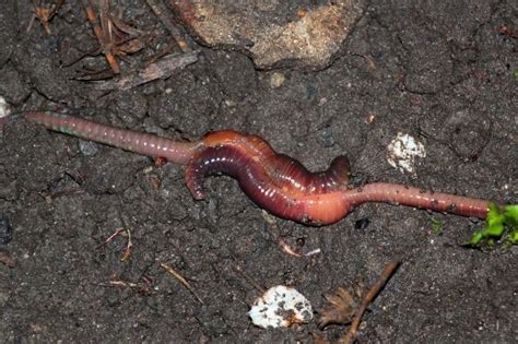 Earthworms Reproduction Explained Sexual And Asexual