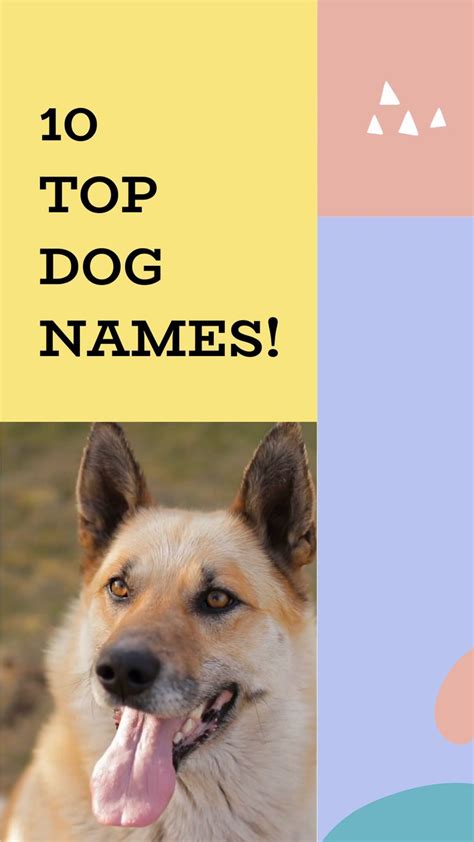 Top 10 Dog Names An Immersive Guide By Petshoper Pet Names And Pet